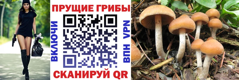 Псилоцибиновые грибы мухоморы  Мирный 